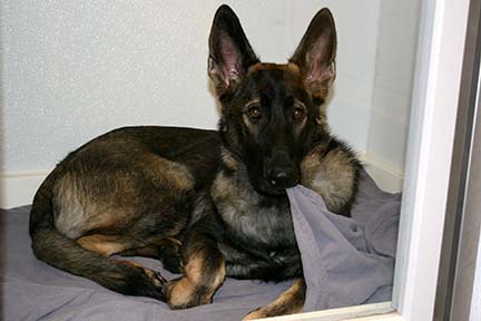 flea and tick prevention