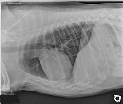 x-ray