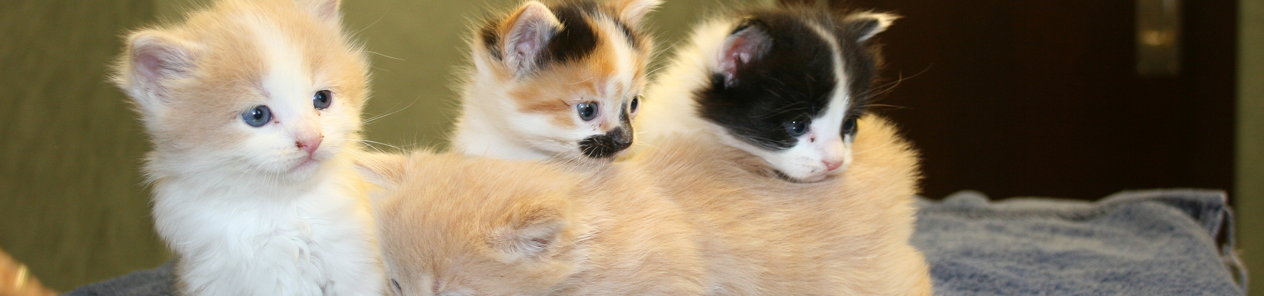 Kittens