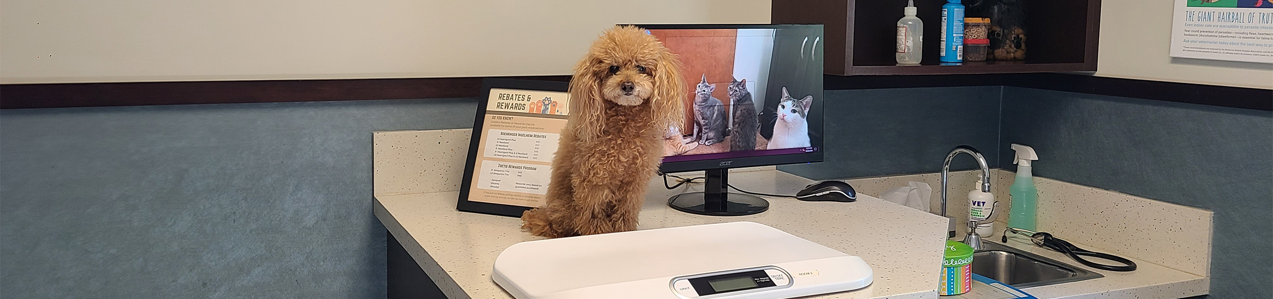 Lulu in Exam Room